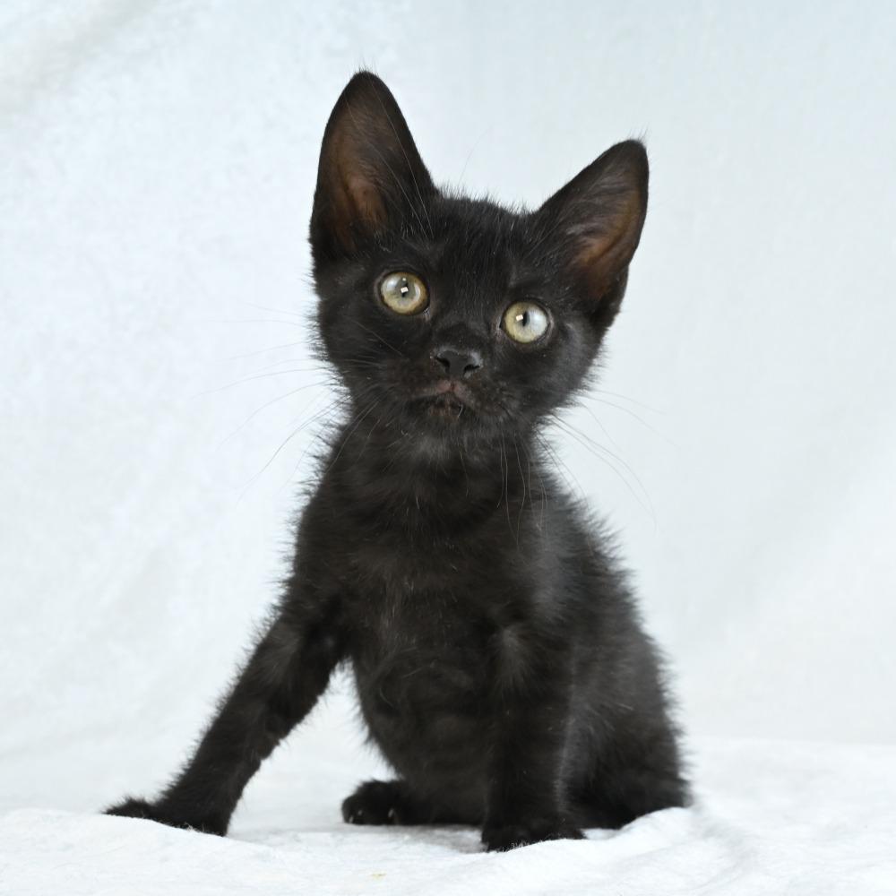 Riverleigh, a Adoptable Domestic Short Hair in Mobile, AL image 1/6