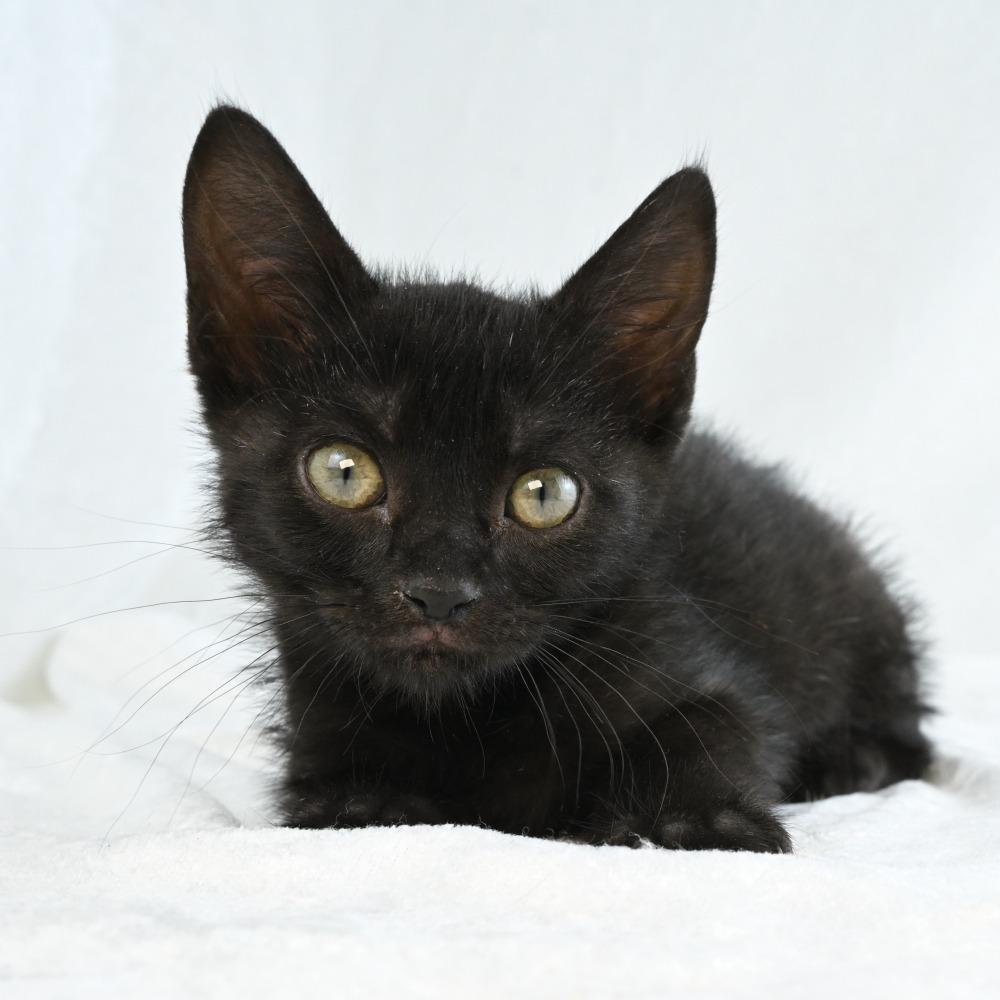 Riverleigh, a Adoptable Domestic Short Hair in Mobile, AL image 2/6
