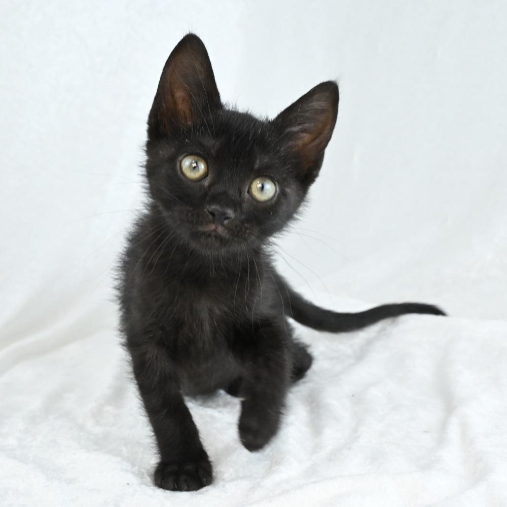 Riverleigh, a Adoptable Domestic Short Hair in Mobile, AL image 3/6