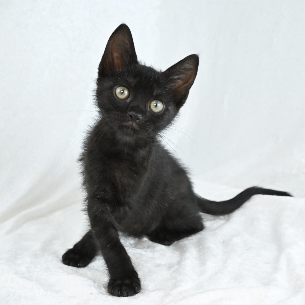 Riverleigh, a Adoptable Domestic Short Hair in Mobile, AL image 4/6