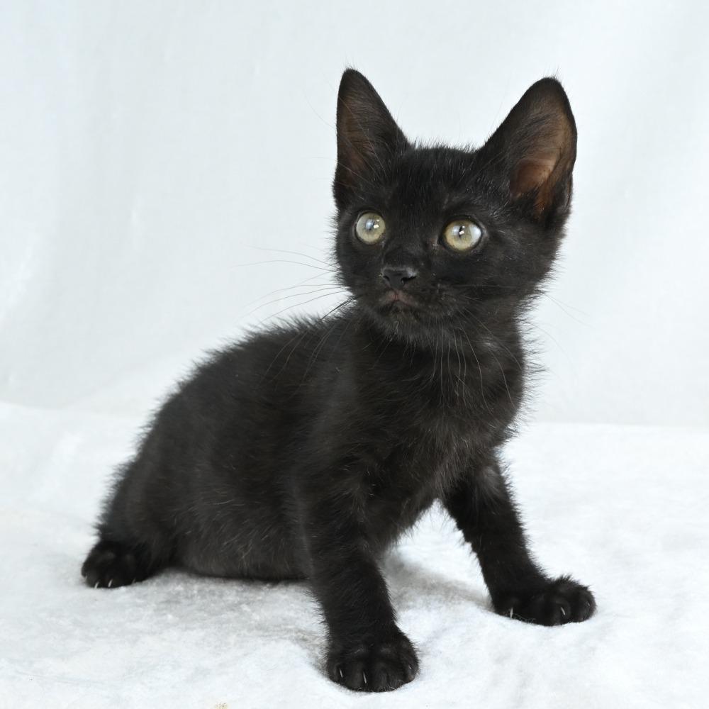 Riverleigh, a Adoptable Domestic Short Hair in Mobile, AL image 5/6