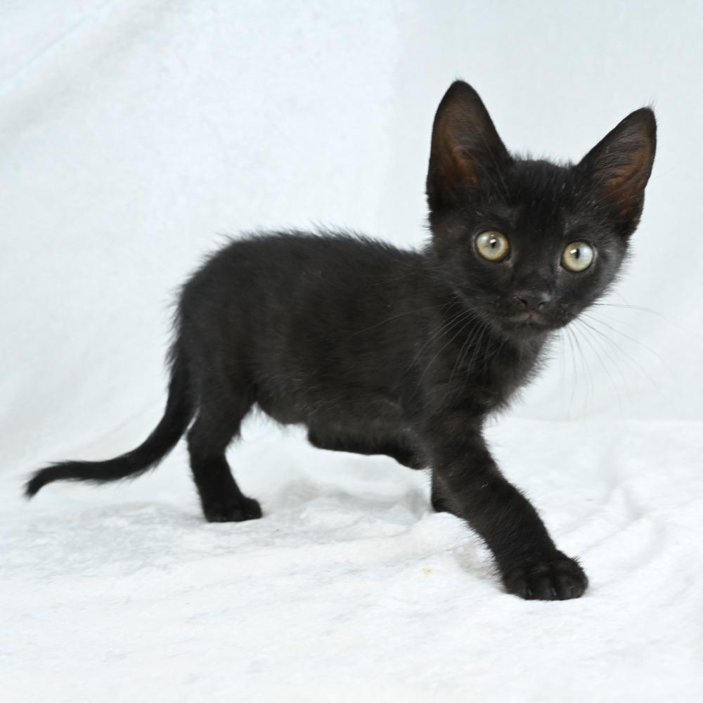 Riverleigh, a Adoptable Domestic Short Hair in Mobile, AL image 6/6