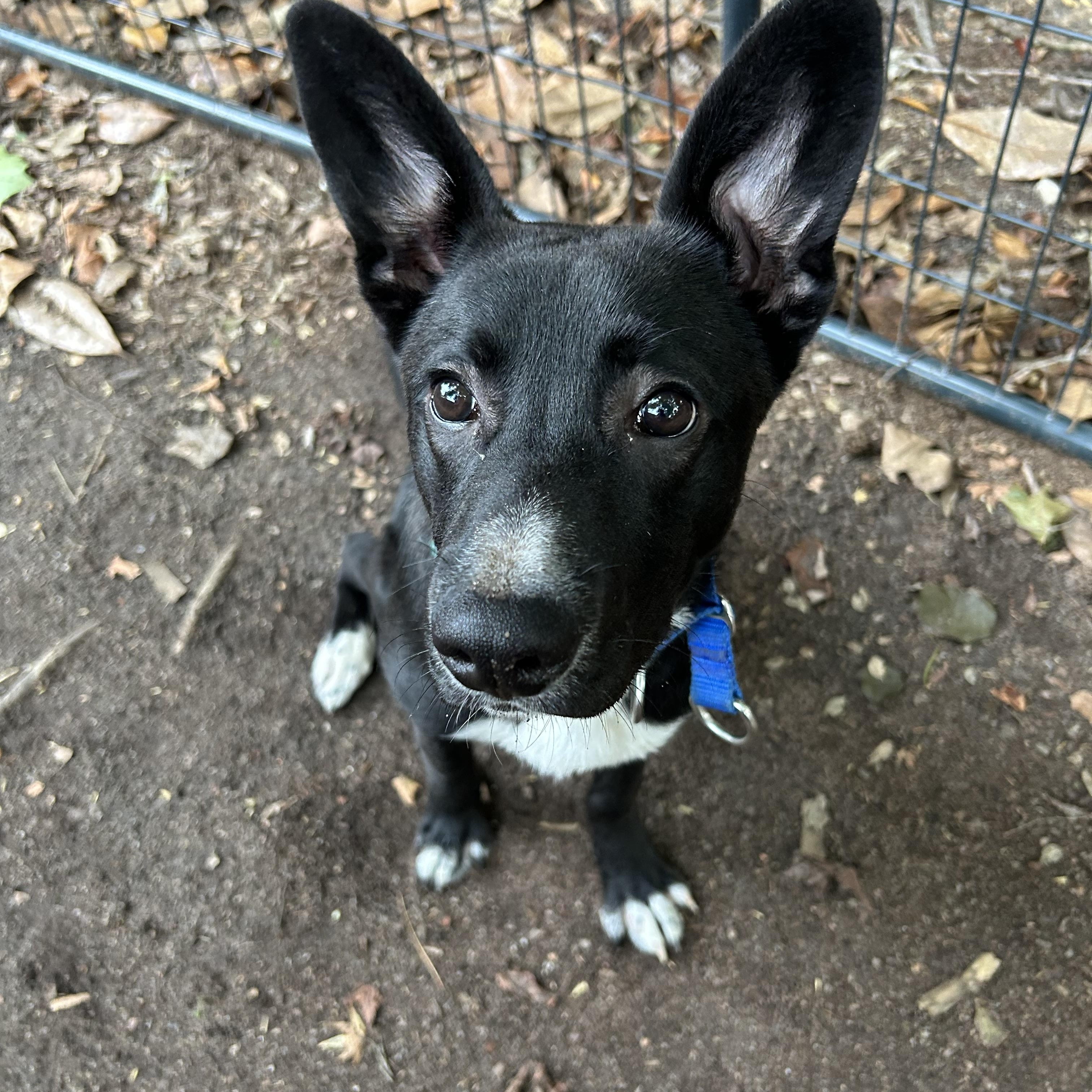 JACK, a Adoptable mixed breed in Wilmington, NC image 1/3