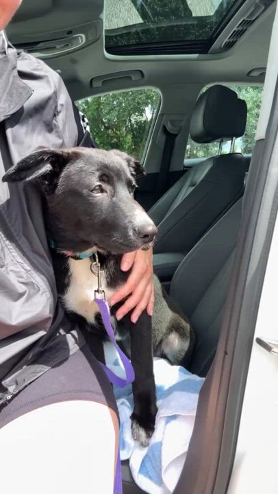 Enlarge JACK, a Adoptable mixed breed in Wilmington, NC video 3/3