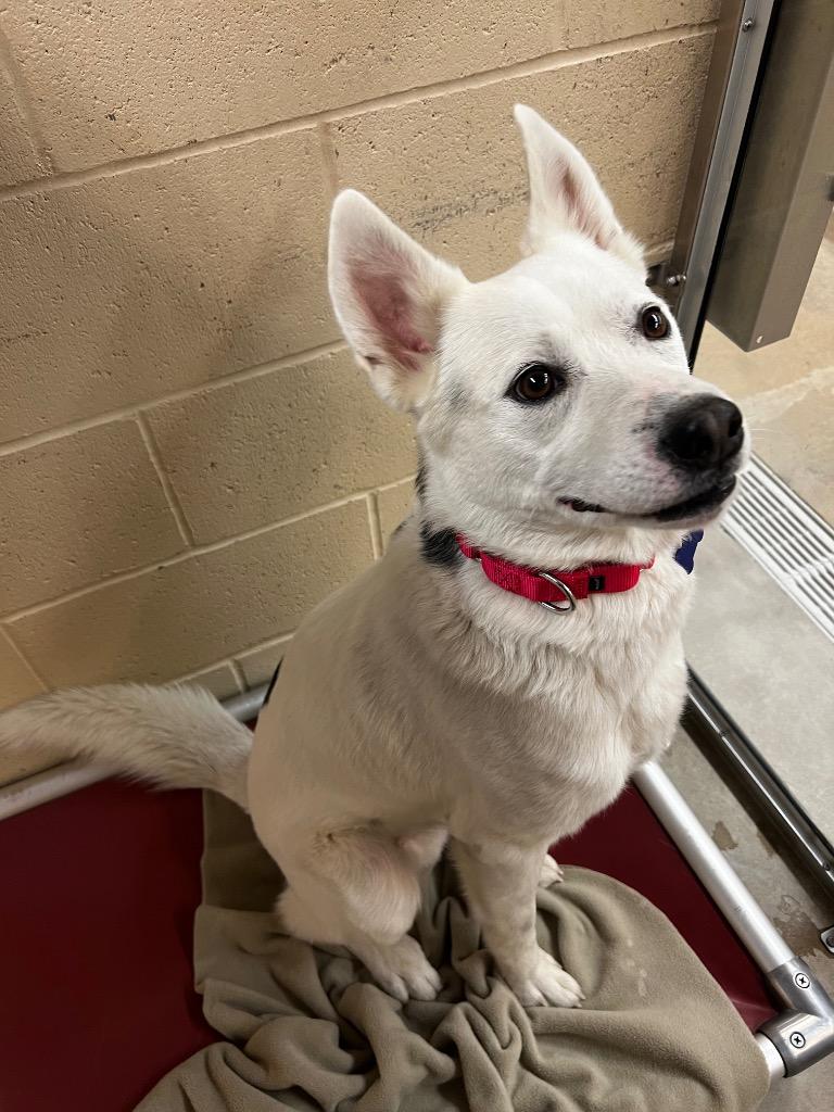 Enlarge Frosty, a Adoptable mixed breed in Columbia, IL image 1/3