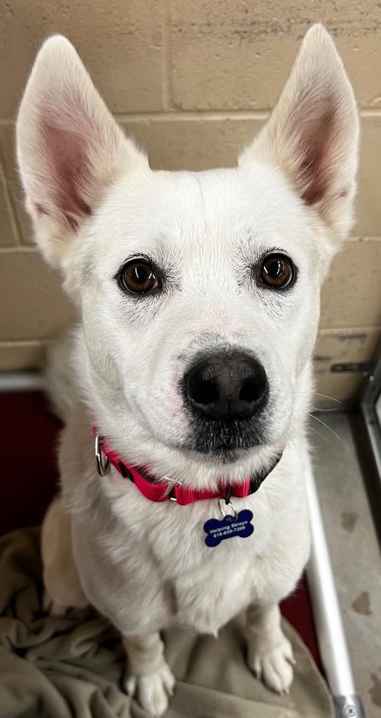 Enlarge Frosty, a Adoptable mixed breed in Columbia, IL image 2/3