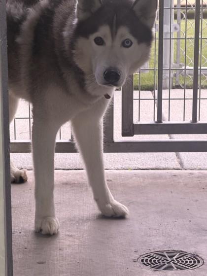 Enlarge Benny, a Adoptable Siberian Husky in Hamilton, MT image 2/2
