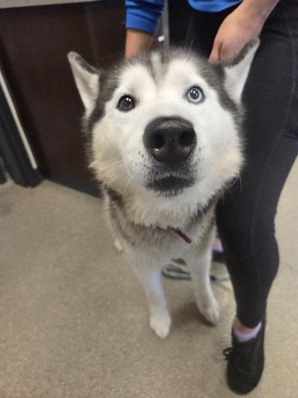 Enlarge Benny, a Adoptable Siberian Husky in Hamilton, MT image 1/2