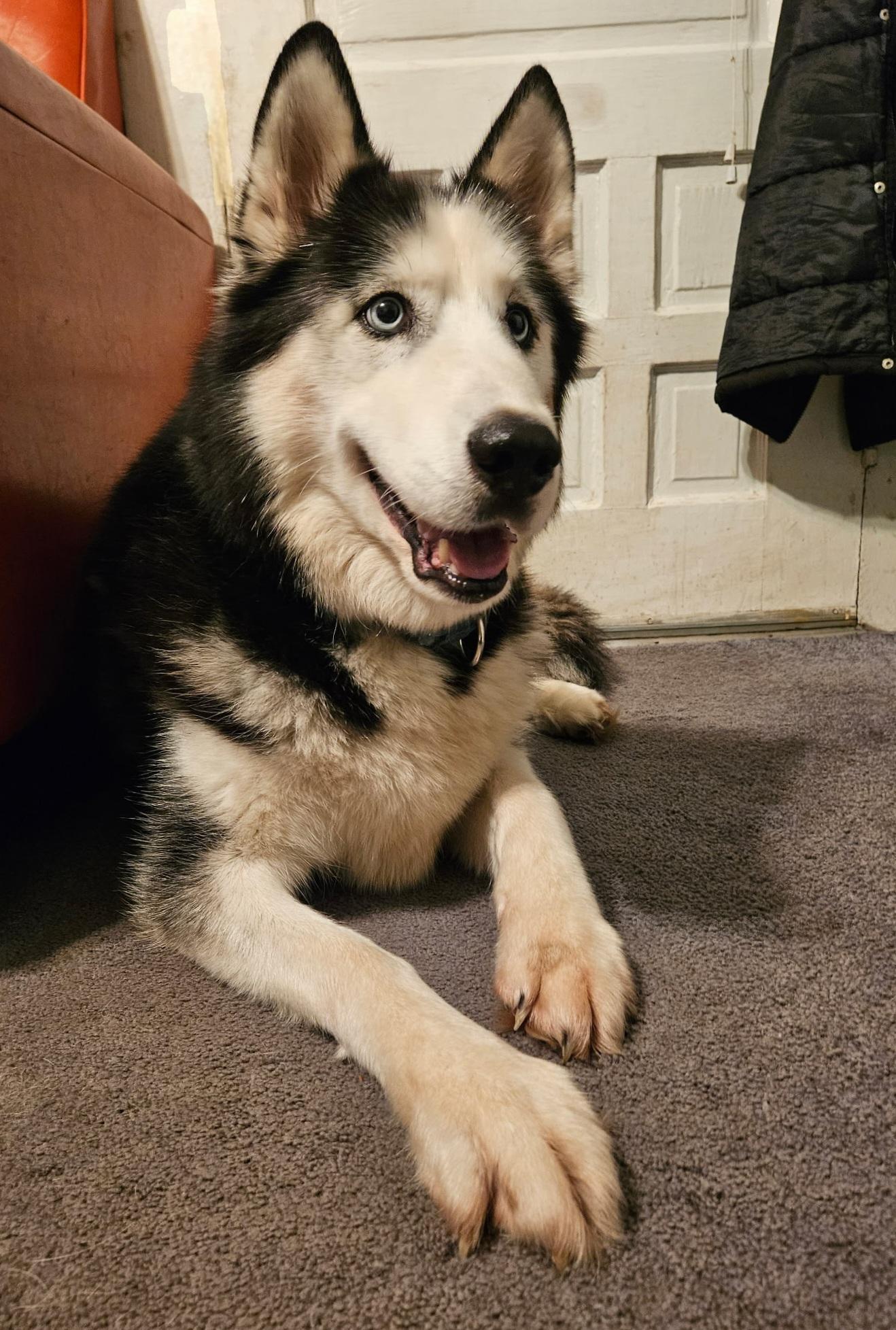 Axle, Adoptable, Adult Male Siberian Husky & Husky.