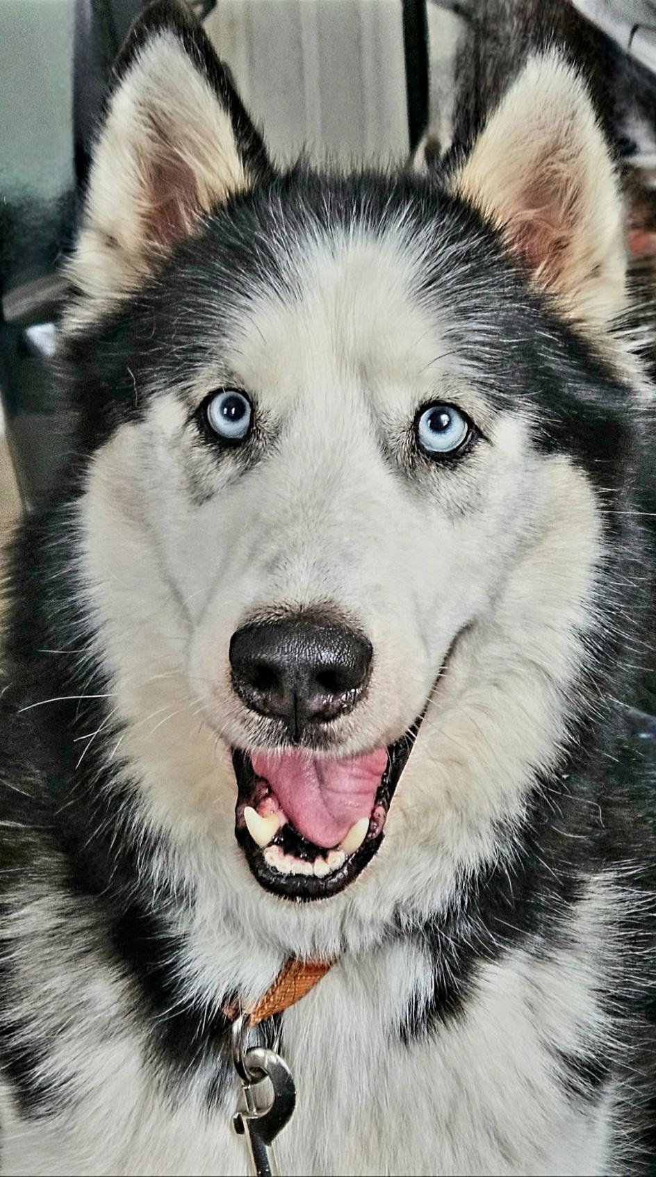 Axle, a Adoptable mixed breed in Seville, OH image 2/3