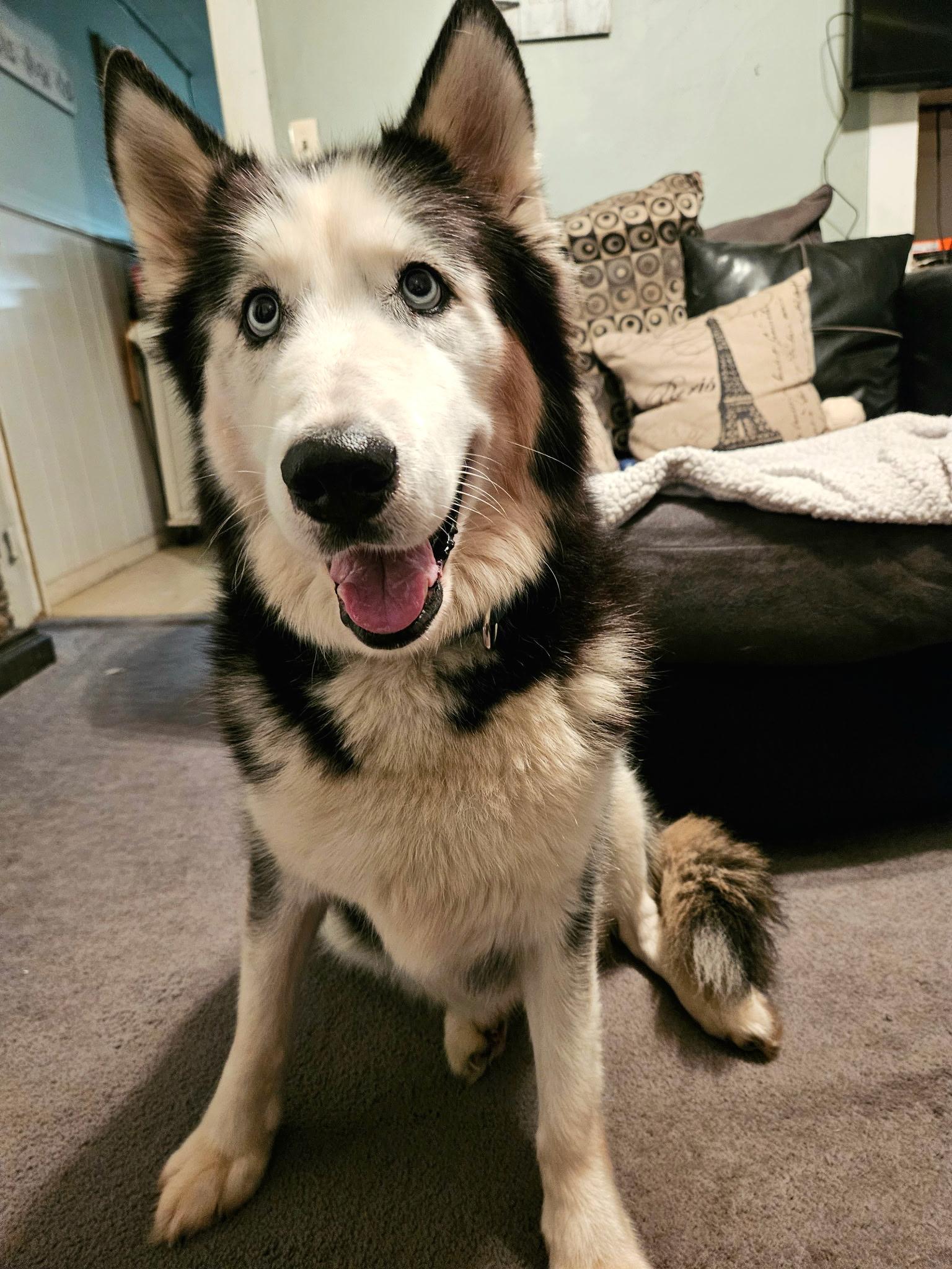 Axle, a Adoptable mixed breed in Seville, OH image 3/3