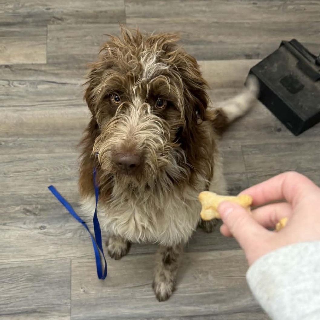 Enlarge Jenkins, an adopted mixed breed in Hopkinton, MA image 2/3