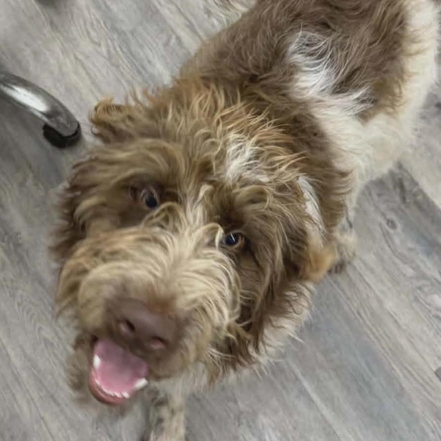 Jenkins, adopted, Young Male Mixed Breed.