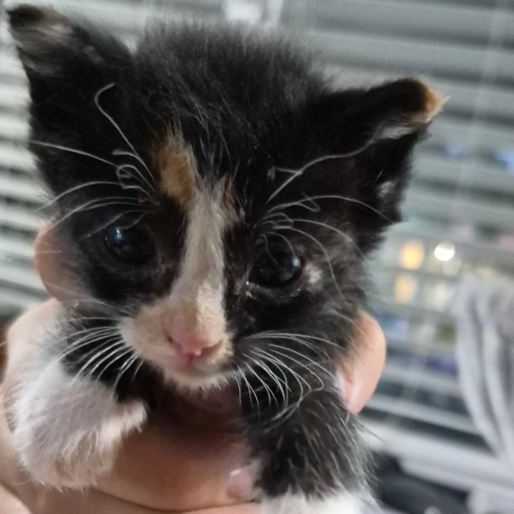 Dots, Adoptable, Kitten Female Domestic Short Hair.