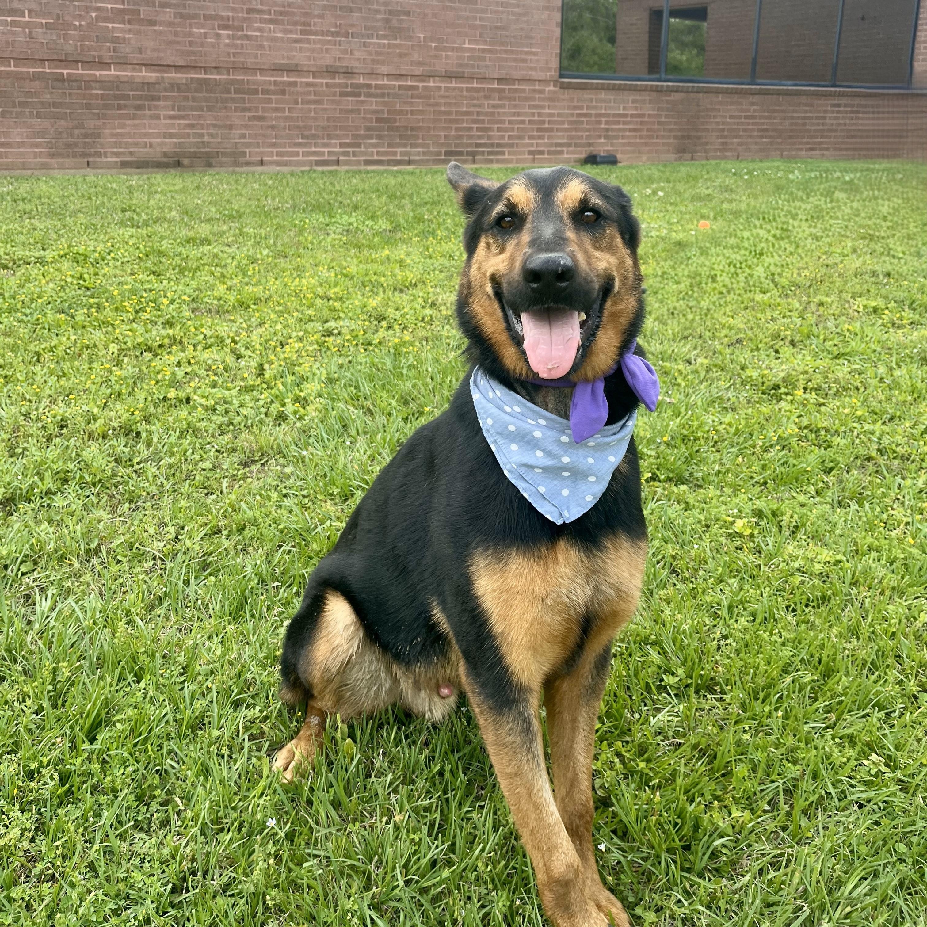 Honeydew — thumbnail 4