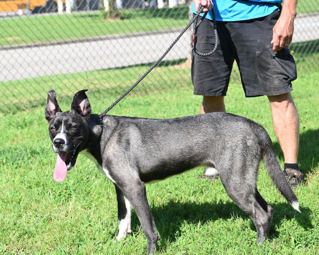 DI 87 Wally, a Adoptable mixed breed in Glen Allen, VA image 1/3