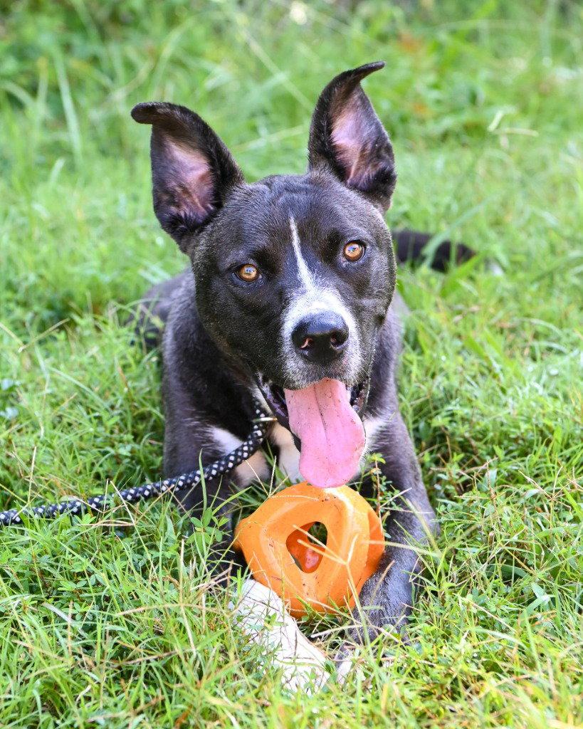 DI 87 Wally, a Adoptable mixed breed in Glen Allen, VA image 2/3