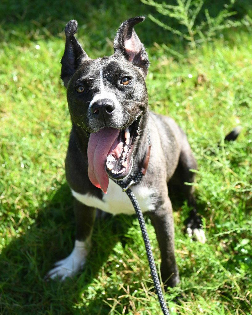 DI 87 Wally, a Adoptable mixed breed in Glen Allen, VA image 3/3