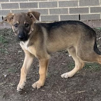 Ke$ha, ADOPTABLE, Puppy Female German Shepherd Dog.