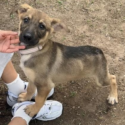 Enlarge Ke$ha, a ADOPTABLE mixed breed in The Colony, TX image 2/3