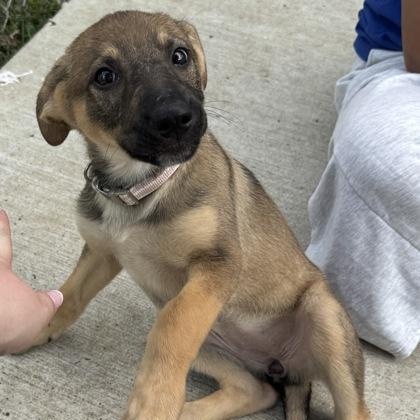 Enlarge Ke$ha, a ADOPTABLE mixed breed in The Colony, TX image 3/3