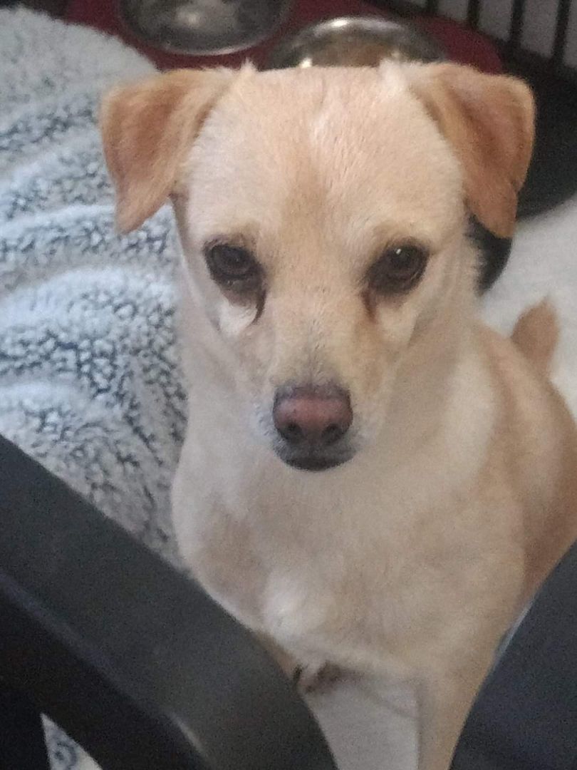 Enlarge Nieve, a Adoptable Chihuahua in Mesa, AZ image 1/1