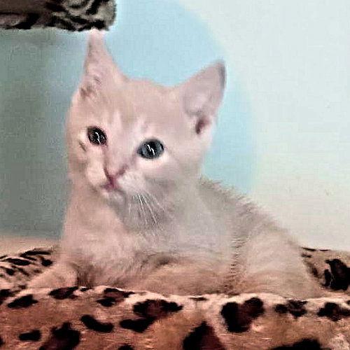 Chonk, Adopted, Kitten Male Domestic Short Hair.