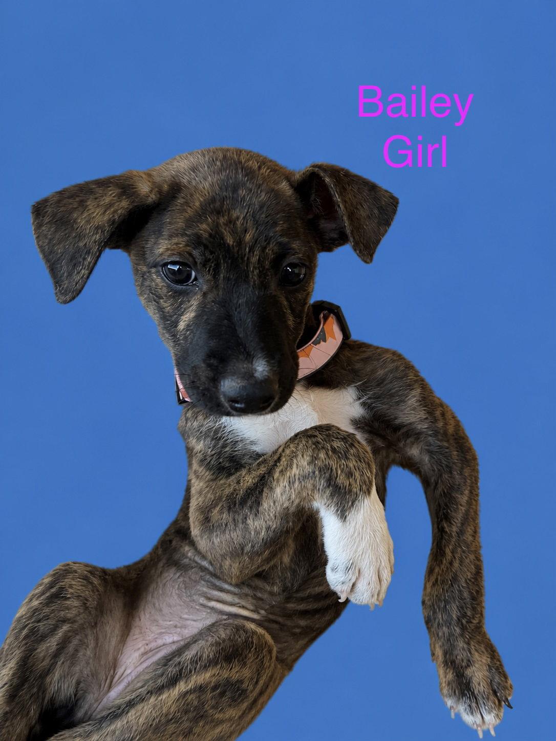 Bailey, Adoptable, Young Female Hound & Retriever.