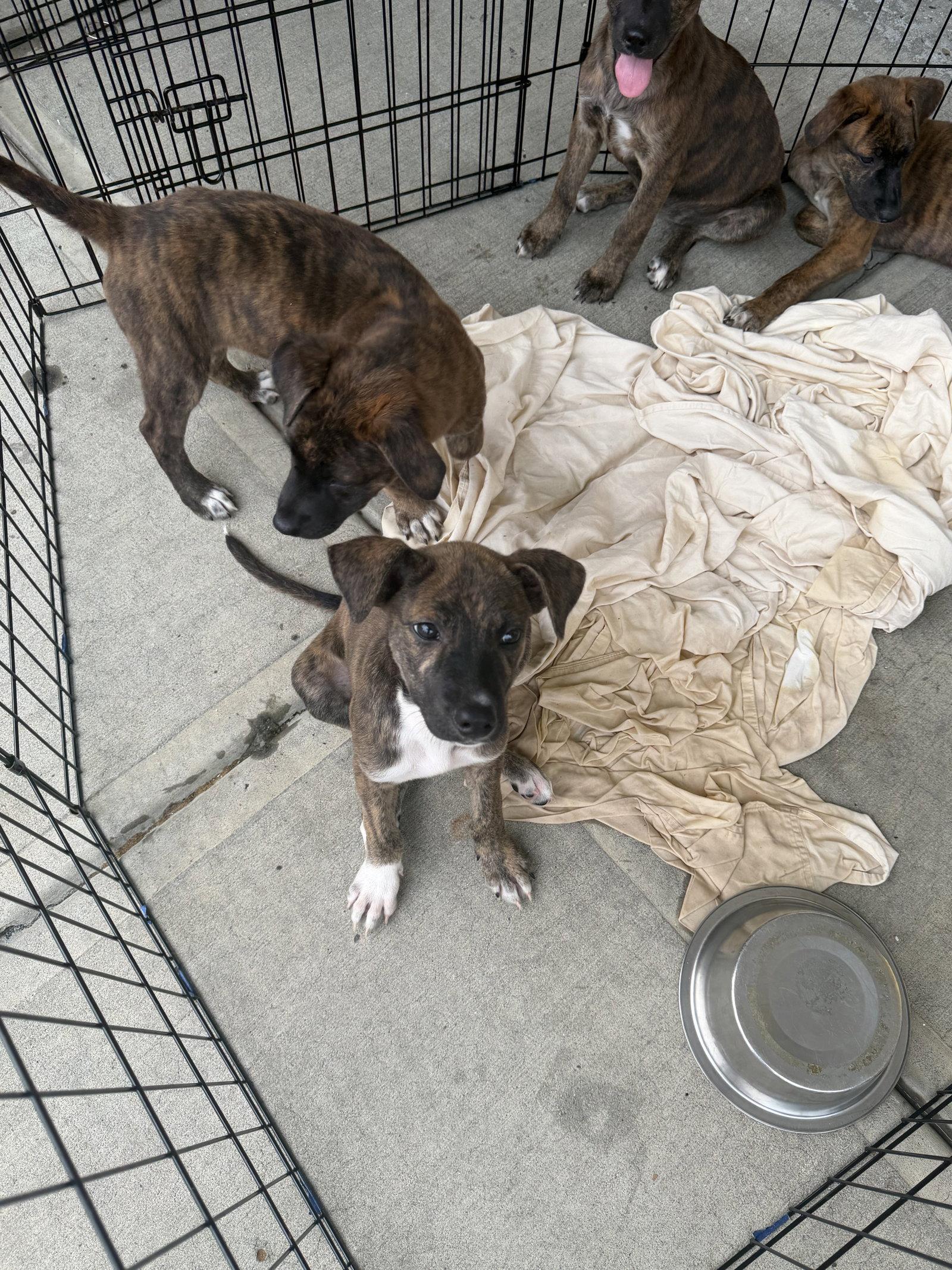 Enlarge Bailey, a Adoptable mixed breed in Union Beach, NJ image 2/3