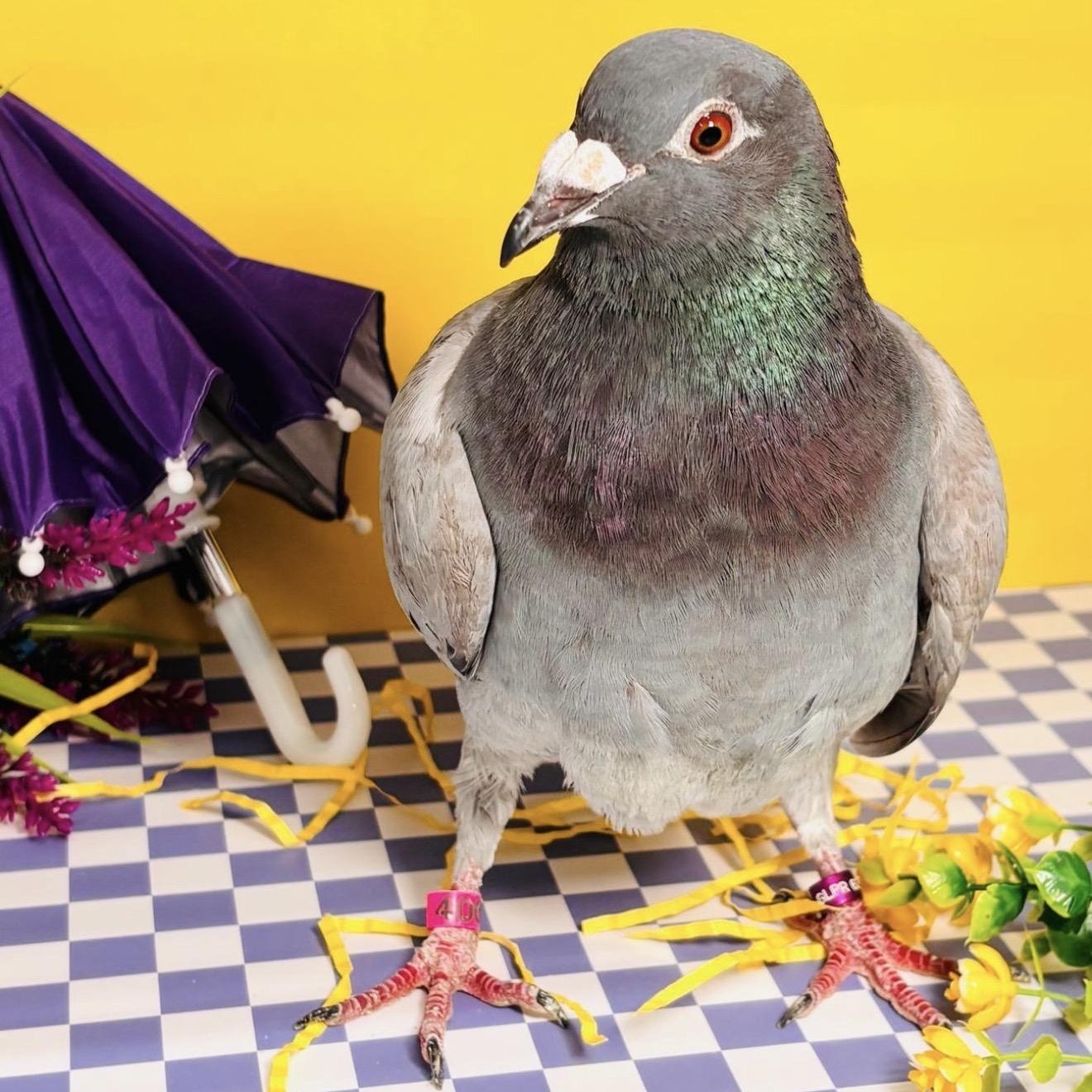 Enlarge Clover, a Adoptable Pigeon in Chicago, IL image 4/4