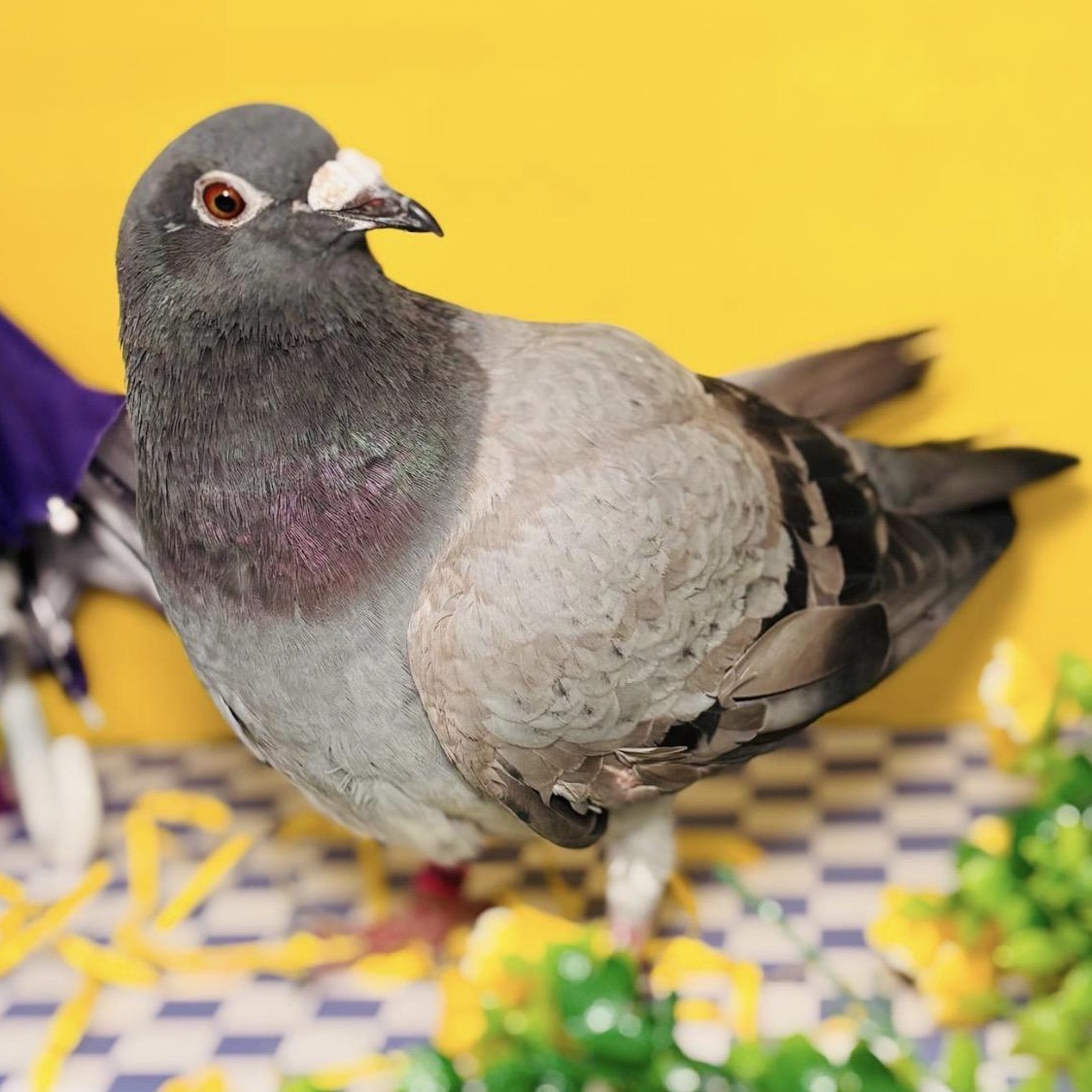 Enlarge Clover, a Adoptable Pigeon in Chicago, IL image 3/4