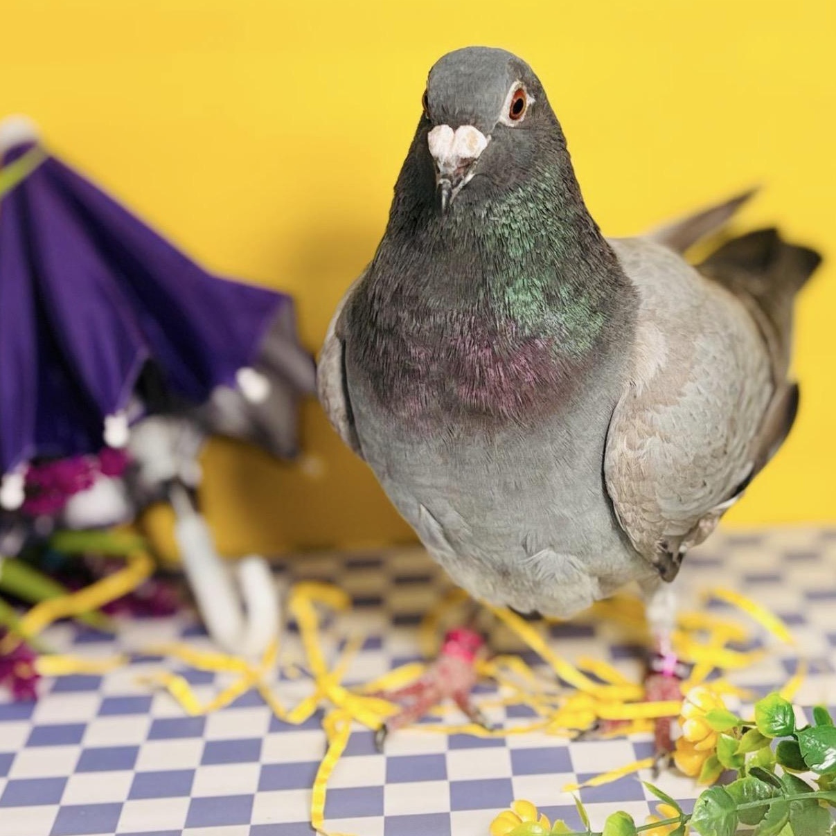 Enlarge Clover, a Adoptable Pigeon in Chicago, IL image 2/4