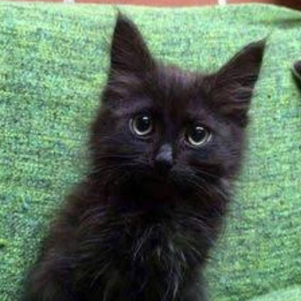 Enlarge Swayze, a Adoptable Domestic Long Hair in Layton, UT image 1/1