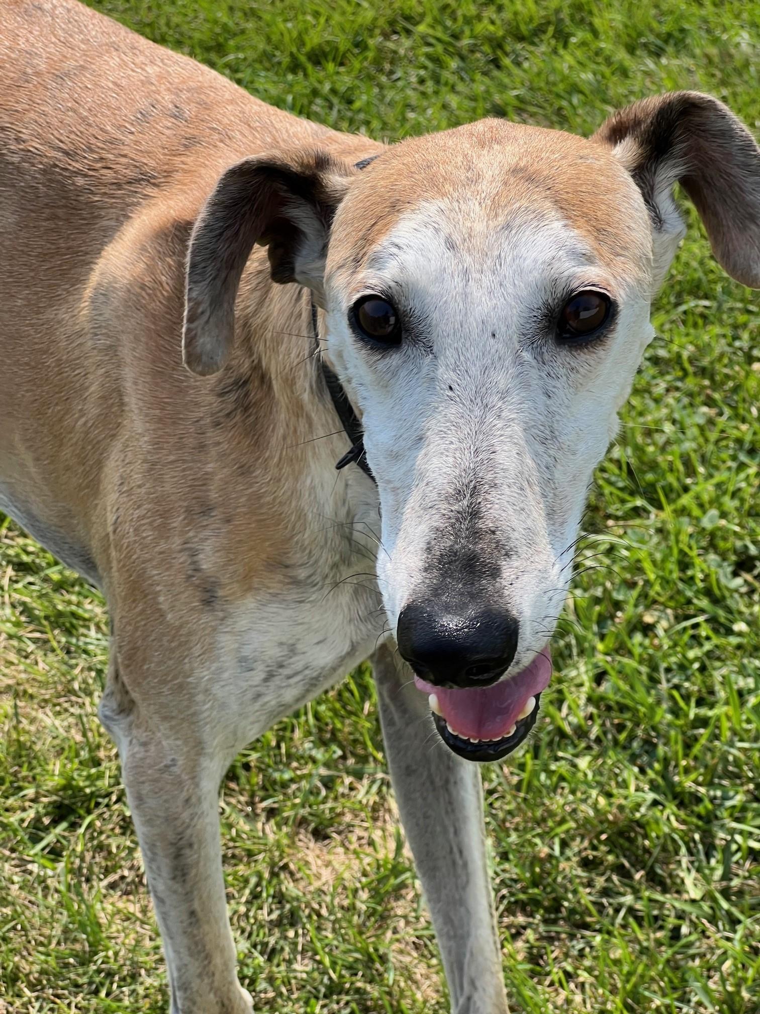 Enlarge Ray, a Adoptable mixed breed in Hobart, IN image 1/6