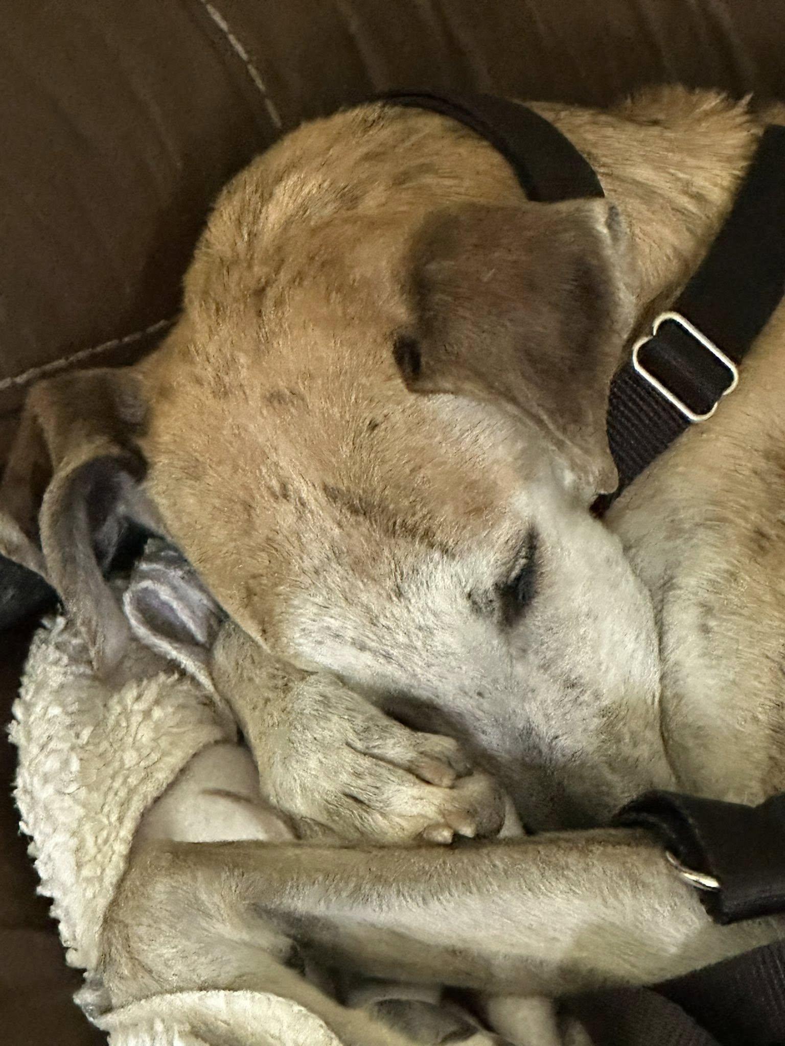 Enlarge Ray, a Adoptable mixed breed in Hobart, IN image 4/6