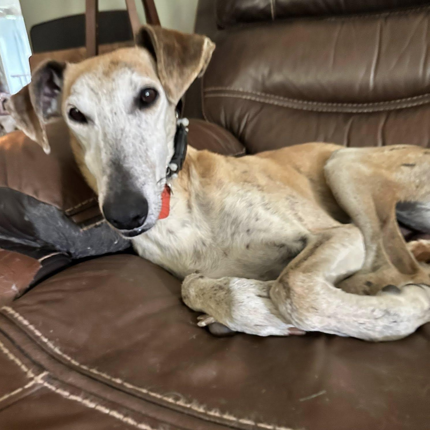 Enlarge Ray, a Adoptable mixed breed in Hobart, IN image 2/6