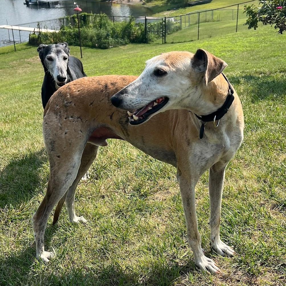 Enlarge Ray, a Adoptable mixed breed in Hobart, IN image 3/6