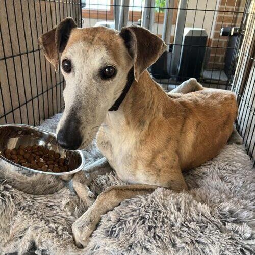 Enlarge Ray, a Adoptable mixed breed in Hobart, IN image 5/6