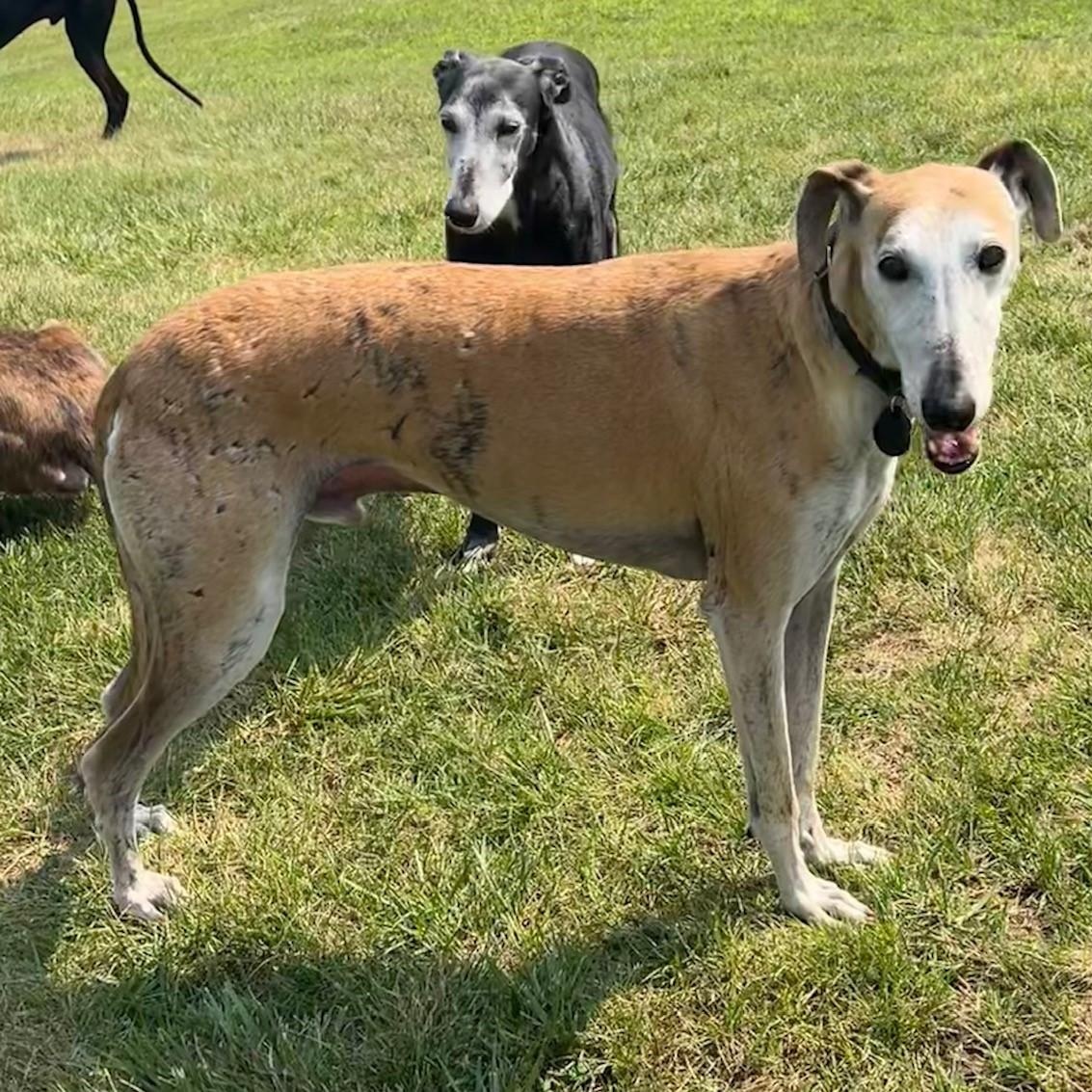 Enlarge Ray, a Adoptable mixed breed in Hobart, IN image 6/6