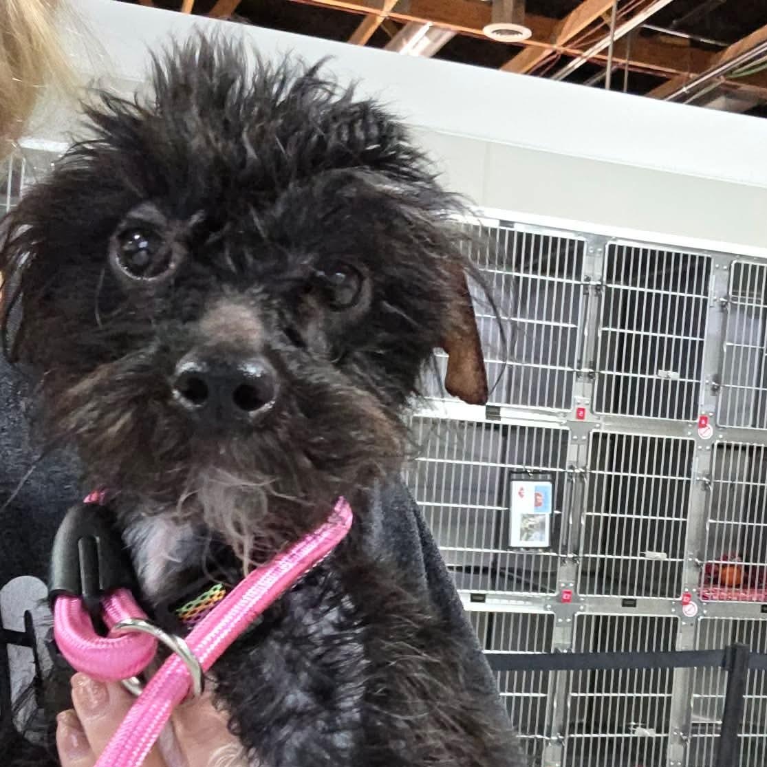 Enlarge Salem, a Adoptable mixed breed in Minooka, IL image 1/1