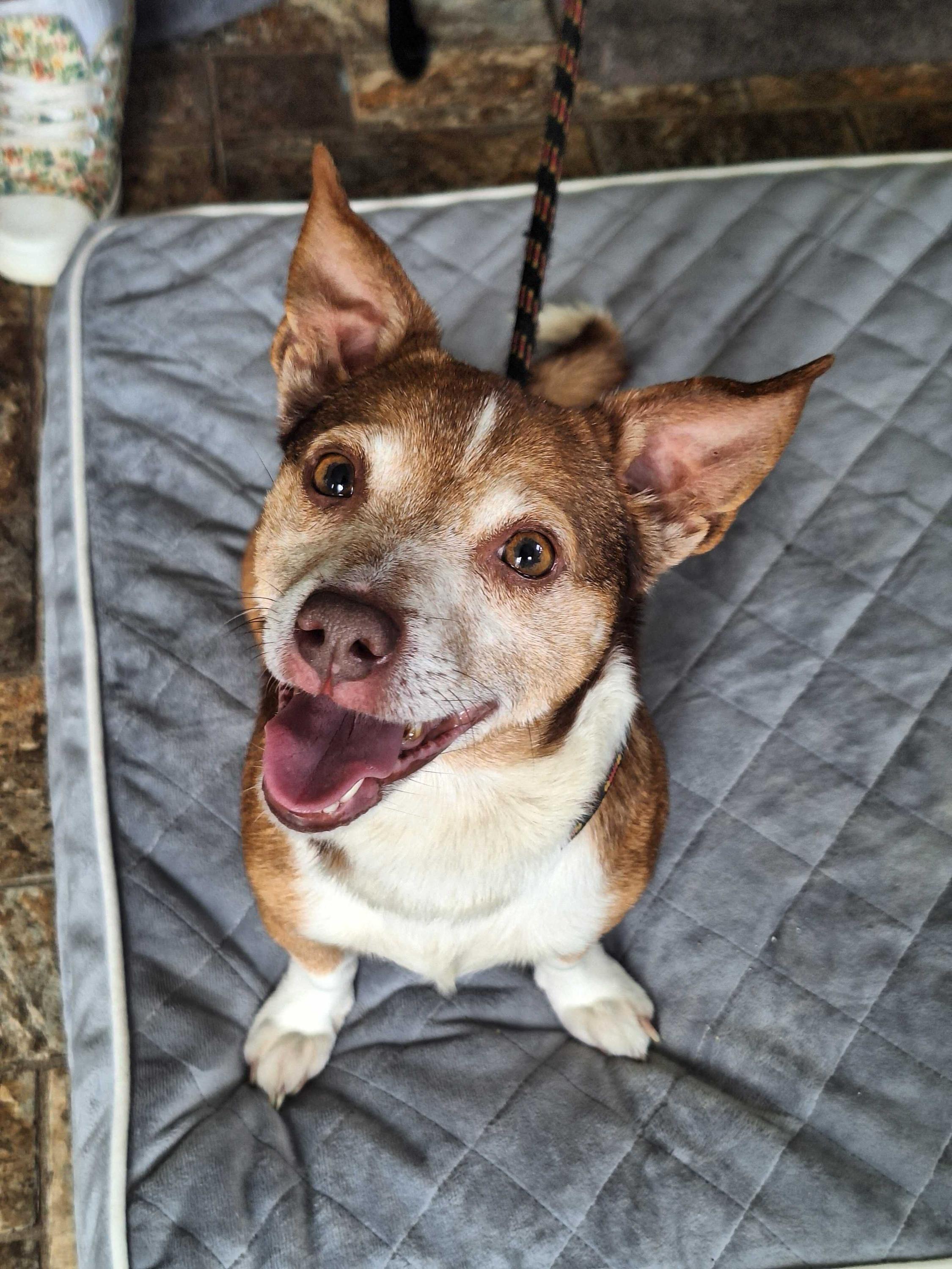 John B, an adoptable Corgi Mix in Anderson, IN_image-1