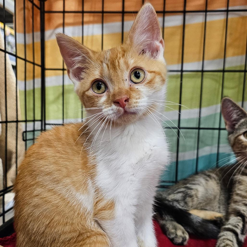 Kandy, Adoptable, Young Female Domestic Short Hair.