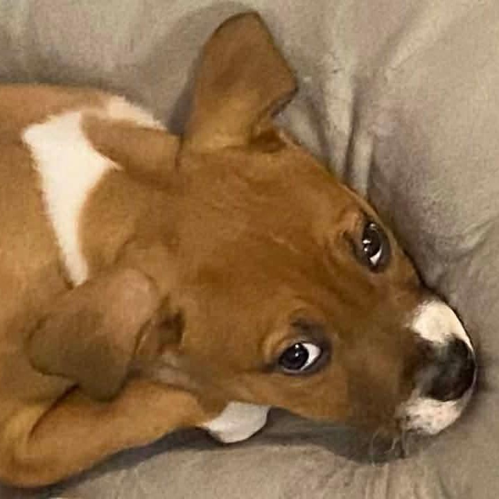 Peanut, a Adoptable mixed breed in O'Fallon, MO image 4/6