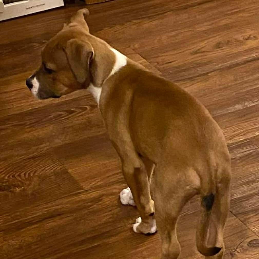 Peanut, a Adoptable mixed breed in O'Fallon, MO image 6/6