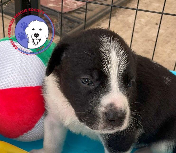 Hope, Baby Female Great Pyrenees