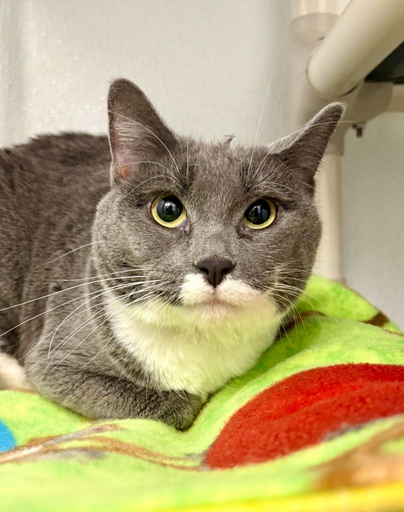 Milky Way, Adoptable, Young Female Domestic Short Hair.