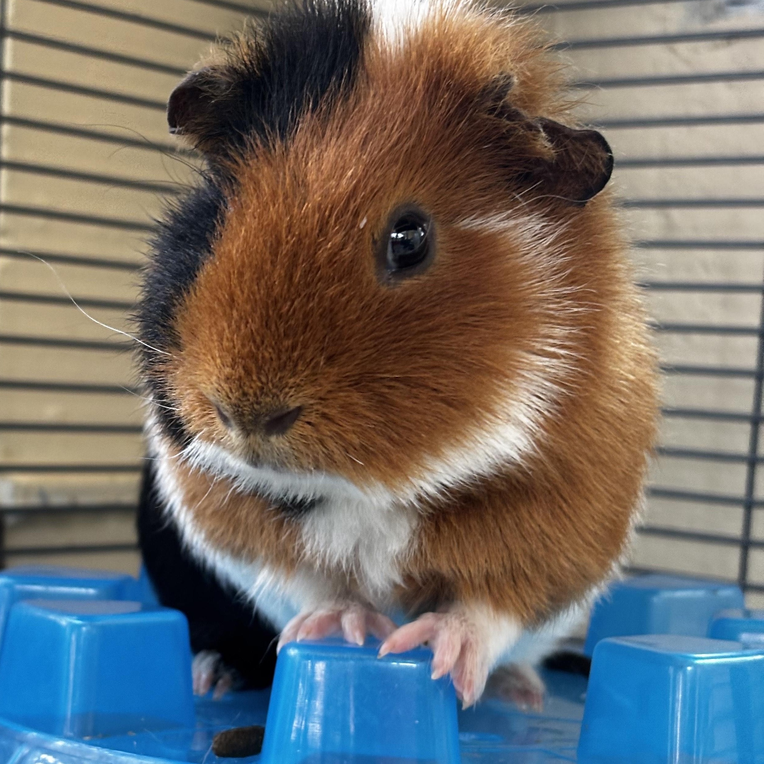Grayson, Adult Male unknown