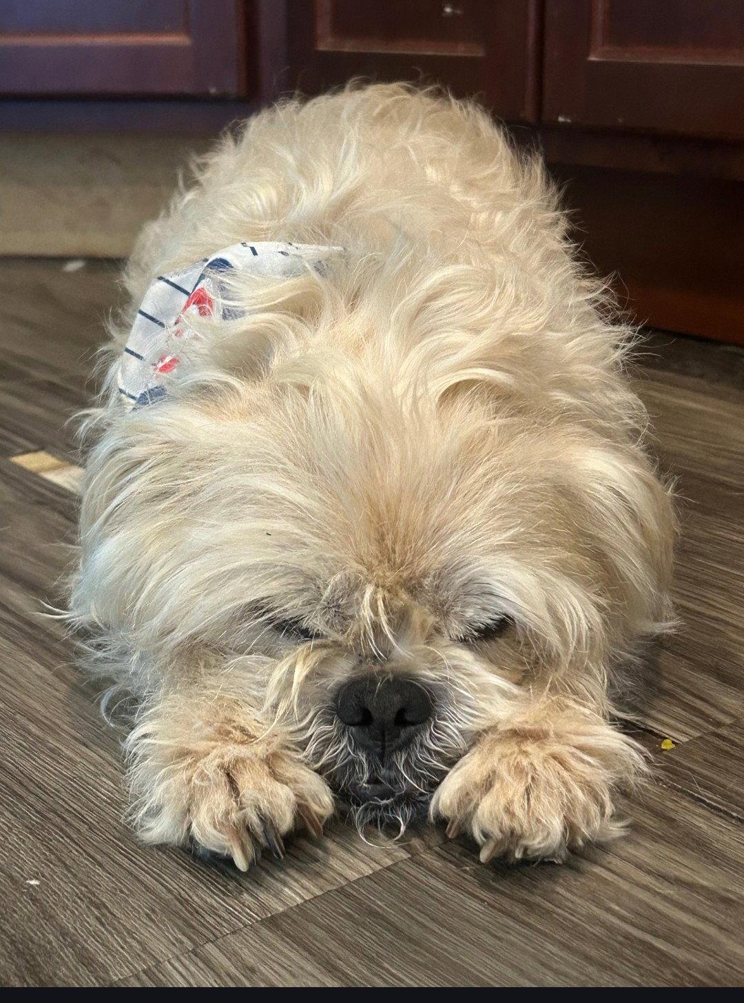 Jaxon, Adopted, Senior Male Shih Tzu.