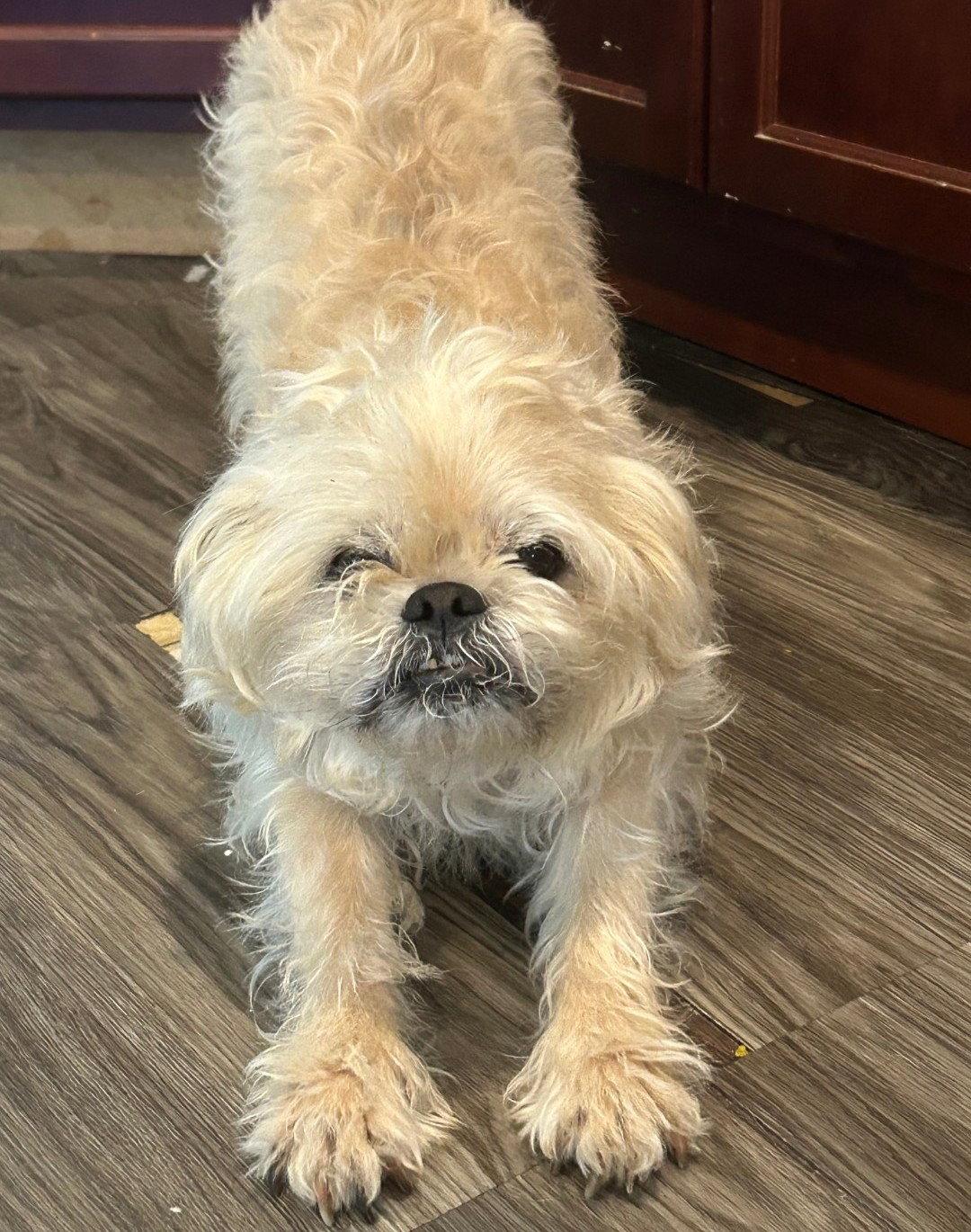 Jaxon, a Adopted Shih Tzu in Wheaton, IL image 2/3