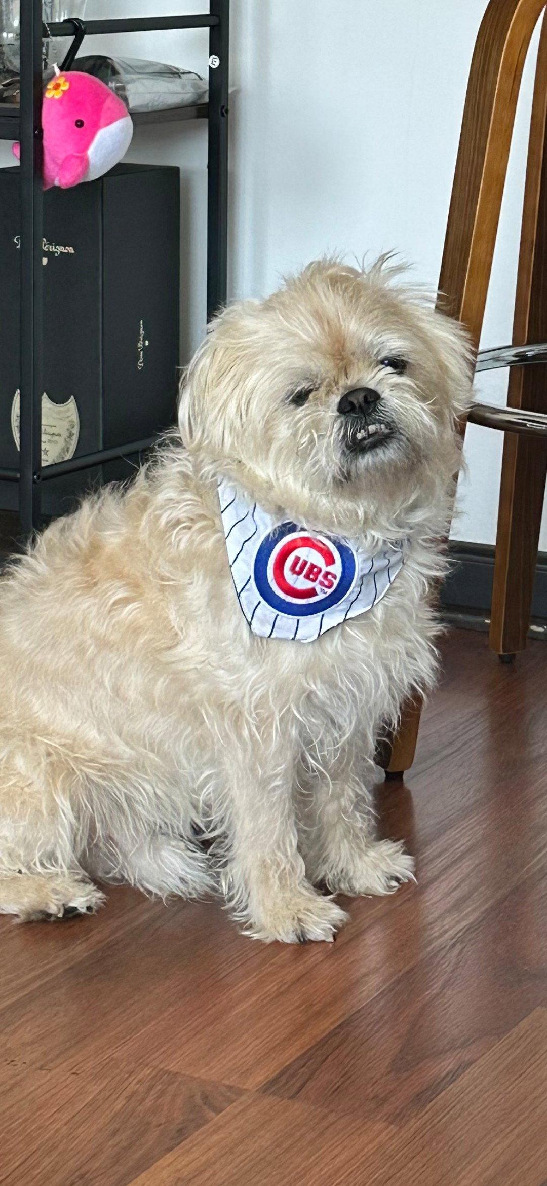 Jaxon, a Adopted Shih Tzu in Wheaton, IL image 3/3